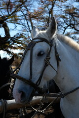 Horse riding Patagonia Criollo Definitivo Argentina horseman with bridle rein local with beret hat