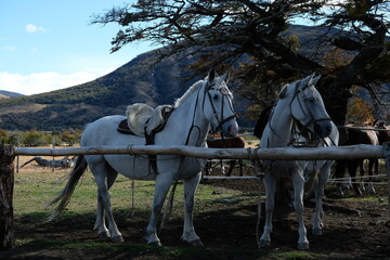 Horse riding Patagonia Criollo Definitivo Argentina horseman with bridle rein local with beret hat
