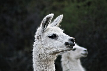 Llama la Llama