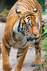 tiger in the Houston zoo, Texas, USA