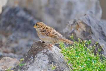 A small bird is eating food on the ground