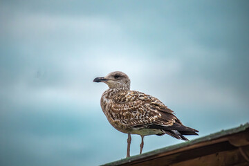 Obraz premium Gaivota 