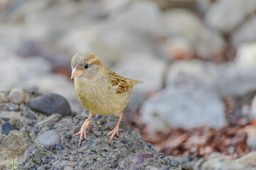 A small bird is eating food on the ground