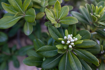 Pittosporum blooms white flowers, close-up. Tobira plant, Australian laurel, mock orange for publication, design, poster, calendar, post, screensaver, wallpaper, cover. High quality photo