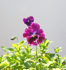 Fototapeta premium Viola plant with classic violet flowers , Viola, Common Violet, Viola tricolor, pansy flowers