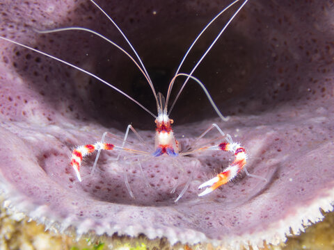 Banded Coral Shrimp (Stenopus hispidus), or boxer shrimp, is a saltwater invertebrate found in tropical coral reefs in Cozumel, Mexico.  Underwater photography and travel.