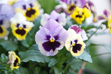 Viola plant with  classic violet flowers , Viola, Common Violet, Viola tricolor, pansy flowers