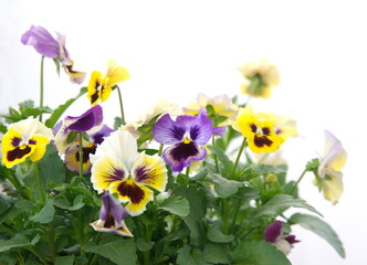 Viola plant with  classic violet flowers , Viola, Common Violet, Viola tricolor, pansy flowers, on white background