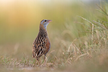 Derkacz (Crex crex)