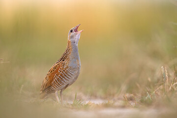 Derkacz (Crex crex)