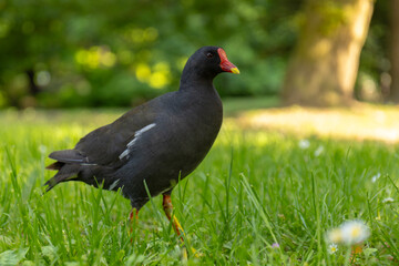 Kokoszka (Gallinula chloropus) w parku w Mediolanie © Grzegorz