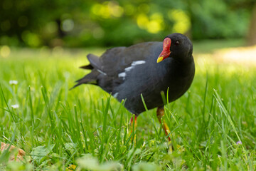Kokoszka (Gallinula chloropus) w parku w Mediolanie