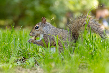 Wiewiórka szara (Sciurus carolinensis) w parku Sempione w Mediolanie