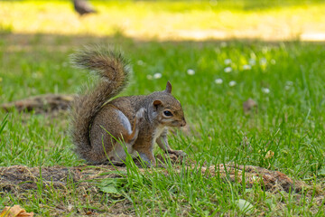 Obraz premium Wiewiórka szara (Sciurus carolinensis) w parku Sempione w Mediolanie