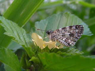 KONICA MINOLTA DIGITAL CAMERA