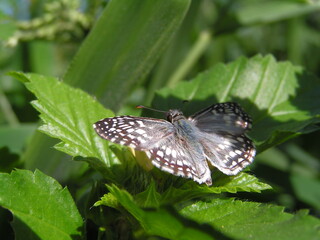 KONICA MINOLTA DIGITAL CAMERA