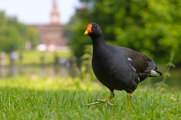 Kokoszka (Gallinula chloropus) w parku w Mediolanie © Grzegorz