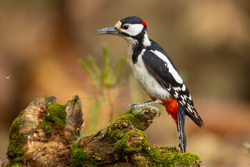 Dzięcioł duży (Dendrocopos major) © Grzegorz