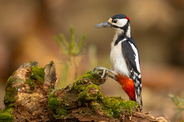 Dzięcioł duży (Dendrocopos major) © Grzegorz