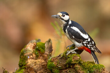 Dzięcioł duży (Dendrocopos major) © Grzegorz