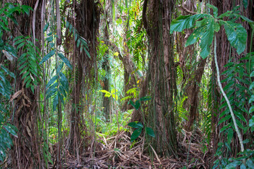 Hiking coastal swampy forest north of Cairns in Far North Queensland, Australia
