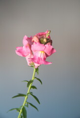 Pink  Antirrhinum in bloom, dragon flower or snapdragons, toadflax or dog flower