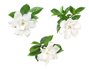 クチナシの花　6月撮影