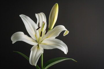 Fototapeta premium A single white lily, its petals open wide against a charcoal backdrop, representing purity and rebirth in its serene posture.