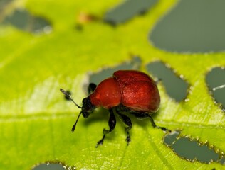 Leaf rolling weevil Homoeolabus analis insect oak leaf nature pest control.