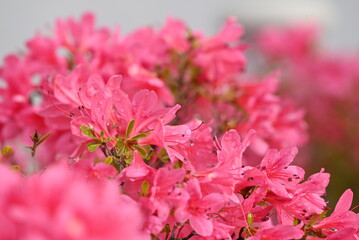 濃いピンク色のツツジの花