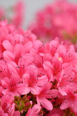 濃いピンク色のツツジの花