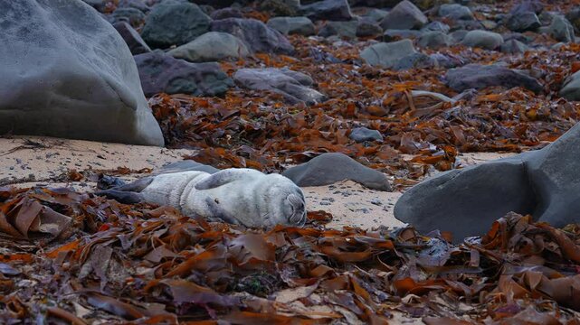 Golden seal sleeping at Ytri Tunga beach Iceland. Harbor seals, Western fjords, Iceland. Harbor seals in the waters of the Skotur fjord near Litlibaer, Western Fjords, Iceland