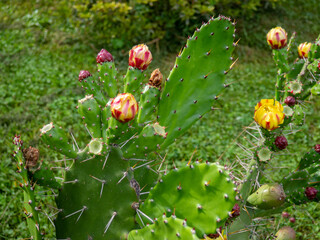 Blooming cactus in the park. Southern flora. Wide leaves with spines.