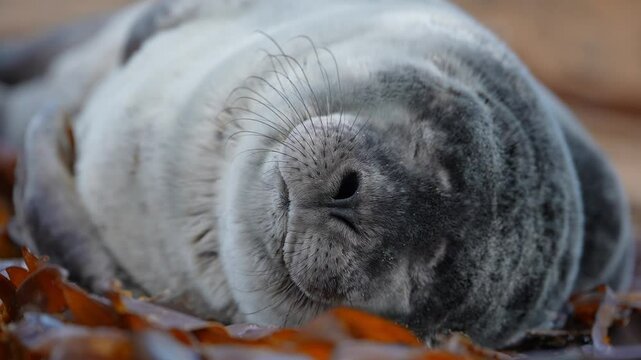 Golden seal sleeping at Ytri Tunga beach Iceland. Harbor seals, Western fjords, Iceland. Harbor seals in the waters of the Skotur fjord near Litlibaer, Western Fjords, Iceland