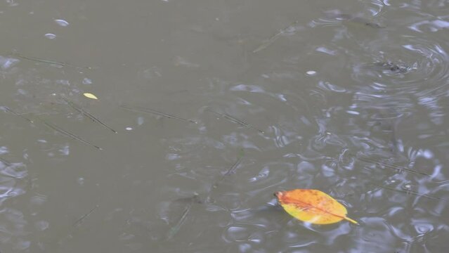 High angle video background with mountain scenery The river and the beautiful sunshine blurred onto the water surface in a golden light, the beauty of nature during the trip.