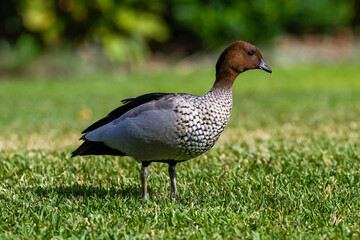 Maned suck (Chetonetta jubata)