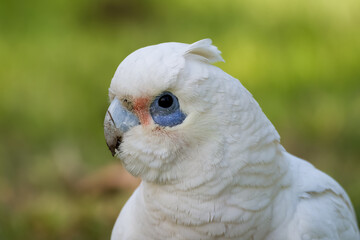 Little corella (Cacatua sanguinea)