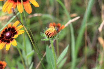 ルドベキアの花