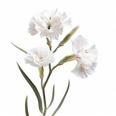 Fototapeta premium White Dianthus Isolated on White Background. Beautiful Dianthus Flower