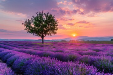 A tree stands in a field of purple flowers. The sky is a beautiful orange and pink color