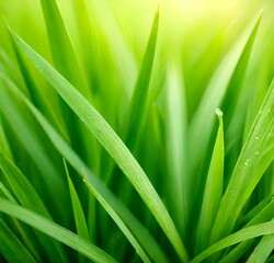 Obraz premium green grass background, leaf, spring, macro, summer, leaves, abstract, garden, texture, green, fresh, close-up, water, foliage