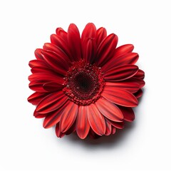 Red Gerbera Daisy Isolated on White Background. Beautiful Gerbera Daisy Flower