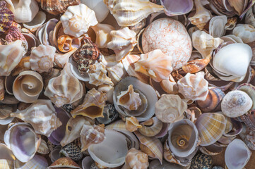 Seashells background. Texture of the sea shells