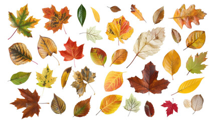 Obraz premium Collection of colored fallen autumn leaves on transparent background