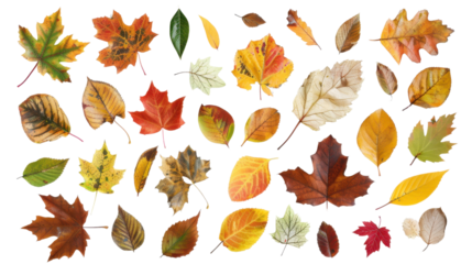 Collection of colored fallen autumn leaves on transparent background