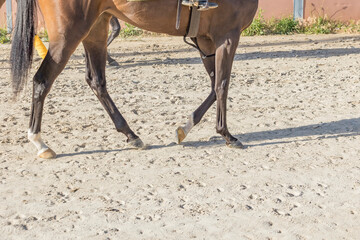 The legs of a Thoroughbred racehorse from the side walking on a horse path.