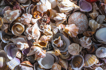 Sea Shells Seashells Panorama - assorted shells