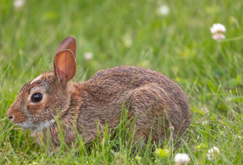 Cute baby rabbit in the grass