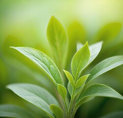 Obraz premium close up of green leaves, leaves, tree, isolated, branch, spring, white, herb, fresh, growth, foliage, garden, plants, life, organic