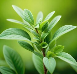 Obraz premium close up of green leaves, leaves, isolated, branch, tree, white, spring, herb, fresh, foliage, closeup, growth, green, life, garden